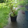 Euonymus alatus 'Blade Runner' Image 2
