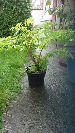 Euonymus alatus 'Blade Runner'