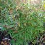Bamboo fargesia dogon dreams 5ft Image 2