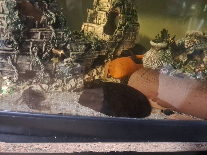 fish tank