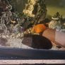 fish tank Image 3