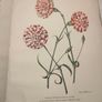 Old Carnations and Pinks First Edition Image 3