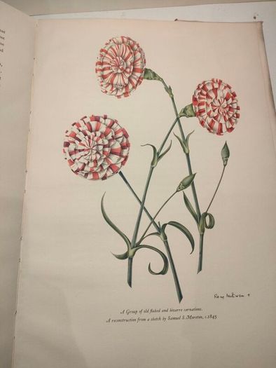 Old Carnations and Pinks First Edition