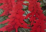 Scarlet Sage Seeds