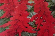 Scarlet Sage Seeds