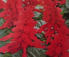 Scarlet Sage Seeds