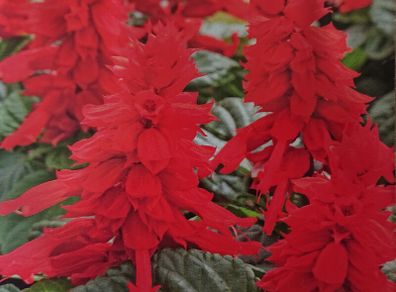 Scarlet Sage Seeds