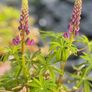 Lupin flowers Image 2