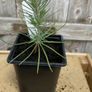 Pine trees , pinus pinea , stone pine Image 2
