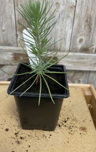 Pine trees , pinus pinea , stone pine