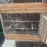 Single breeding cages Image 6