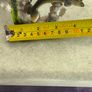 Resin Dolphin Mother and Pup Coral Reef Figurine Realistic Shelf Sitter Decor Image 2