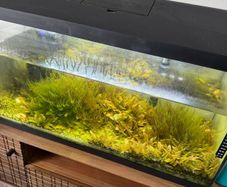 Fish tank with stock (110l)