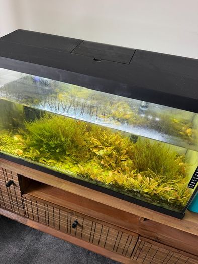 Fish tank with stock (110l)