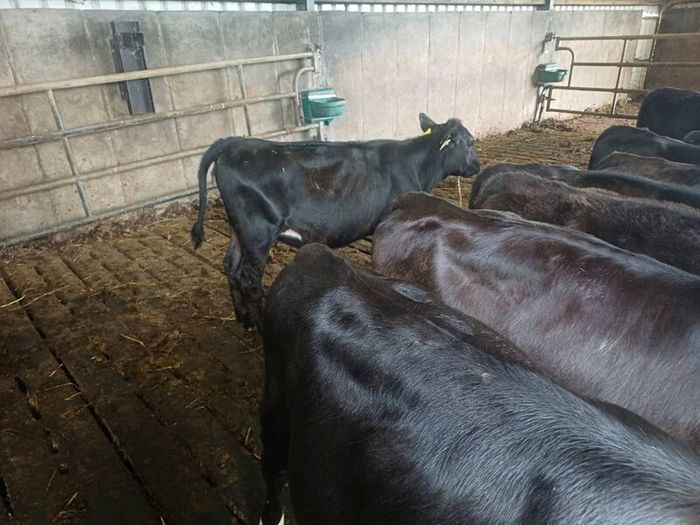 Angus weanlings
