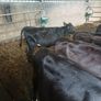 Angus weanlings Image 6