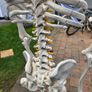 Human Skeleton Model for Anatomy Image 5
