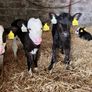Angus Hereford heifer calves Image 5