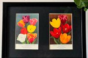 Framed Original Vintage Dutch Tulip Postcards
