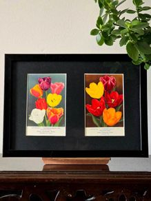 Framed Original Vintage Dutch Tulip Postcards