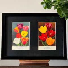 Framed Original Vintage Dutch Tulip Postcards