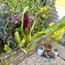 Magnolia Liliiflora in 9L pot and 120cm in height Image 4