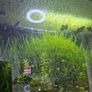 ramshorn snail Image 2
