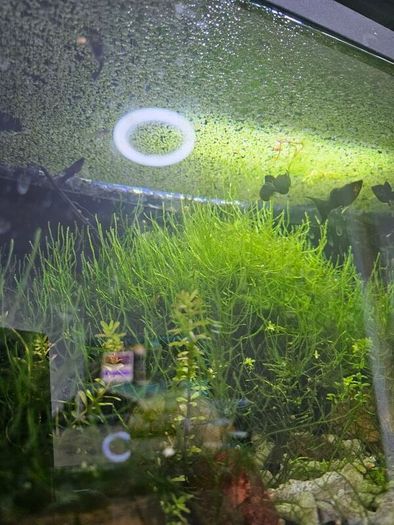 ramshorn snail
