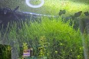 java moss