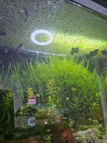 java moss