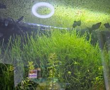 java moss