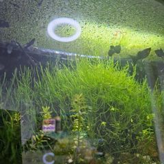 java moss