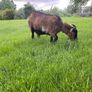 Pigmy goat Image 2