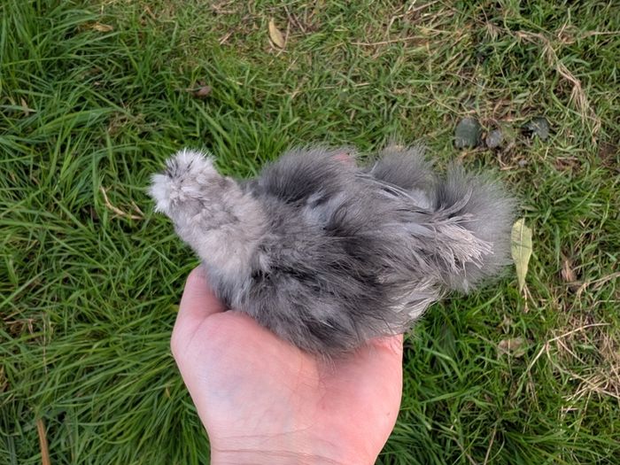 silkie and pekin chicks