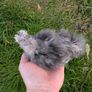 silkie and pekin chicks Image 3