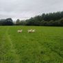 Belclare x and Texel x ewe lambs Image 4