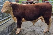 Pedigree Hereford Bulls for Sale