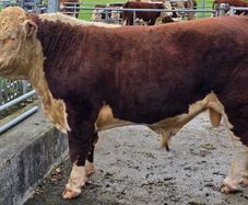 Pedigree Hereford Bulls for Sale