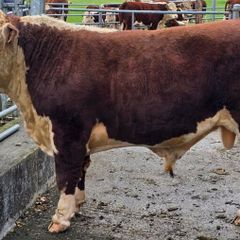 Pedigree Hereford Bulls for Sale
