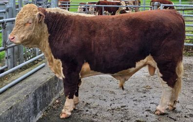 Pedigree Hereford Bulls for Sale