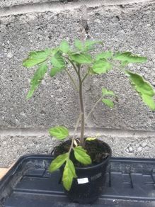 Tomato plants