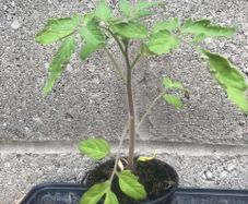 Tomato plants