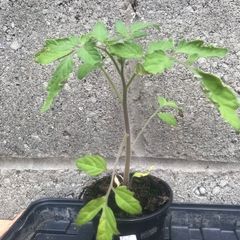 Tomato plants