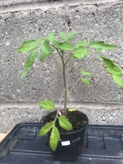 Tomato plants