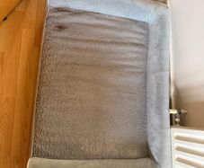 dog bed