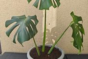 Monstera deliciosa