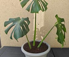Monstera deliciosa