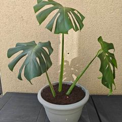 Monstera deliciosa