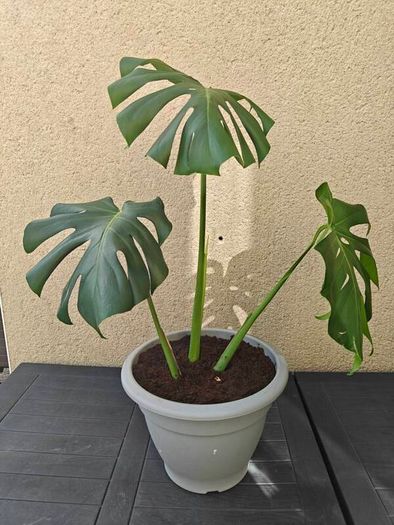 Monstera deliciosa