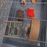 Hamster Cage Image 2